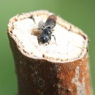 Ceratina cyanea Weibchen am Brombeerstängel.
Hochgeladen am 26.04.2014 von Martin