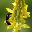 Keulhornbiene (Ceratina cyanea) am Gelben Steinklee (Melilotus officinalis).
Hochgeladen am 07.06.2014 von Martin