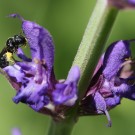 Keulhornbiene (Ceratina cyanea) sammelt Pollen am Hain-Salbei (Salvia nemerosa).
Hochgeladen am 07.06.2014 von Martin