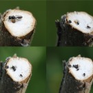 Keulhornbiene (Ceratina cyanea) übernimmt das Nest einer Grabwespe (Pemphredon sp.) im Stängel einer Königskerze (Verbascum phlomoides).
Links oben die Erstbesiedlerin. Oben rechts herausgeworfener Larvenproviant. Unten die Keulhornbiene.
Hochgeladen am 24.05.2014 von Martin