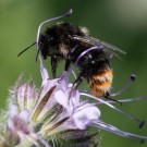 Wahrscheinlich Bombus lapidarius, Farbvariante.
Hochgeladen am 01.07.2015 von Martin