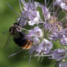 Wahrscheinlich Bombus lapidarius, Farbvariante.
Hochgeladen am 01.07.2015 von Martin