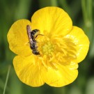 Hahnenfuß Scherenbiene (Chelostoma florisomne)
Hochgeladen am 28.04.2015 von Martin