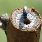 Eine Goldwespe (Chrysis cf. fasciata) am Nest einer Lehmwespe (Gymnomerus laevipes).
Hochgeladen am 08.06.2014 von Martin