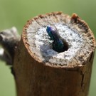 Chrysis cf. fasciata verschwindet im Nest von Gymnomerus laevipes.
Hochgeladen am 08.06.2014 von Martin