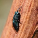 Vermutlich eine Gebänderte Goldwespe (Chrysis fasciata).
Hochgeladen am 08.06.2014 von Martin