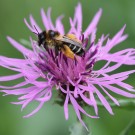 Braunbrüstige Hosenbiene (Dasypoda hirtipes) auf der Wiesen-Flockenblume (Centaurea jacea) im August 2013.
Hochgeladen am 28.03.2014 von Martin