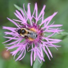 Braunbrüstige Hosenbiene (Dasypoda hirtipes) Weibchen.
Hochgeladen am 28.03.2014 von Martin