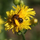 Dasypoda hirtipes (Hosenbiene) sammelt Pollen.
Hochgeladen am 08.07.2015 von Martin