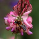 Dreizahn-Mauerbiene (Osmia tridentata) Männchen.
Hochgeladen am 21.06.2015 von Martin