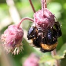 Erdhummel-Königin an Bach-Nelkenwurz (Geum rivale).
Hochgeladen am 06.05.2014 von Martin