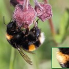 Erdhummel-Königin (Bombus lucorum s.l.) an Bach-Nelkenwurz (Geum rivale).
Hochgeladen am 06.05.2014 von Martin