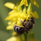 Furchenbiene am Gelben Steinklee (Melilotus officinalis).
Hochgeladen am 07.06.2014 von Martin