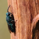 Eine Goldwespe (Chrysis cf. fasciata) am Nest von Gymnomerus laevipes.
Hochgeladen am 08.06.2014 von Martin