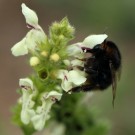 Grashummel (Bombus ruderarius) Königin am Aufrechten Ziest (Stachys recta), Oktober 2015.
Hochgeladen am 13.10.2015 von Martin