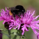 Grashummel (Bombus ruderarius)
Hochgeladen am 20.06.2015 von Martin