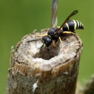 Gymnomerus laevipes Männchen am vorjährigen Nest.
Hochgeladen am 24.05.2015 von Martin