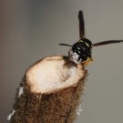 Nestbau von Gymnomerus laevipes in einem als Nistplatz angebotenen Stängel der Windblumen-Königskerze (Verbascum phlomoides).
Hochgeladen am 23.05.2014 von Martin