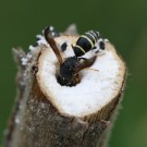 Eine Lehmwespe (Gymnomerus laevipes) zerstört das Nest einer Grabwespe (Pemphredon sp.).
Hochgeladen am 27.05.2014 von Martin
