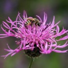 Gelbbindige Furchenbiene (Halictus scabiosae) an der Skabiosen-Flockenblume (Centaurea scabiosa).
Hochgeladen am 24.06.2015 von Martin