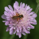 Gelbbindige Furchenbiene (Halictus scabiosae) sammelt Pollen an der Acker-Witwenblume (Knautia arvensis).
Hochgeladen am 29.05.2014 von Martin