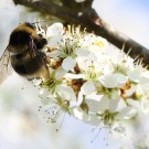 Heidehummel (Bombus jonellus) an der Schlehe (Prunus spinosa) im März 2014.
Hochgeladen am 29.03.2014 von Martin