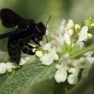 Holzbiene (Xylocopa sp.) am Berg-Ziest (Stachys recta).
Hochgeladen am 17.06.2014 von Martin