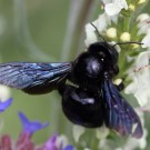 Die Holzbiene spreizt ihre blauschillernden Flügel auseinander. Hummeln "falten" sie beim Blütenbesuch zusammen.
Hochgeladen am 17.06.2014 von Martin