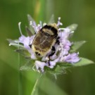 Diese Schwebfliege sieht der seltenen Deichhummel ähnlich.
Hochgeladen am 24.05.2014 von Martin