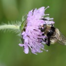 Hummelähnliche Schwebfliege nach dem Muster einer Deichhummel...
Hochgeladen am 24.05.2014 von Martin