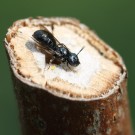 Keulhornbiene (Ceratina cyanea) putzt sich.
Hochgeladen am 02.05.2014 von Martin