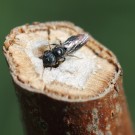 Keulhornbiene (Ceratina cyanea) Weibchen.
Hochgeladen am 02.05.2014 von Martin