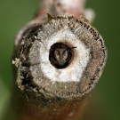 Blattschneiderbiene (Megachile versicolor?) im Nest.
Hochgeladen am 29.05.2015 von Martin