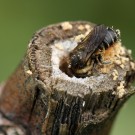 Blattschneiderbiene baut ihr Nest in einem alten, vorbesiedelten Brombeerstängel.
Hochgeladen am 25.05.2015 von Martin