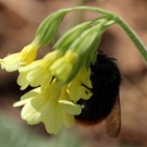 Zwei Milben scheinen diese Königin beim Besuch der Schlüsselblume verlassen zu haben.
Hochgeladen am 11.04.2015 von Martin