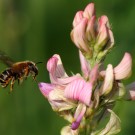Rote Schneckenhaus-Mauerbiene (Osmia aurulenta) an der Esparsette (Onobrychis viciifolia)
Hochgeladen am 08.06.2015 von Martin