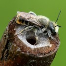 Abgeflogenes Männchen der Roten Schneckenhaus-Mauerbiene (Osmia aurulenta).
Hochgeladen am 24.05.2015 von Martin