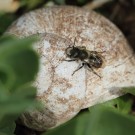 Osmia aurulenta Männchen wartet auf ein Weibchen.
Hochgeladen am 28.04.2015 von Martin