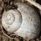 Männchen der Roten Schneckenhaus-Mauerbiene (Osmia aurulenta) sonnt sich auf leerem Schneckenhaus.
Hochgeladen am 24.04.2015 von Martin