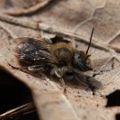 Männchen der Roten Schneckenhaus-Mauerbiene (Osmia aurulenta).
Hochgeladen am 24.04.2015 von Martin