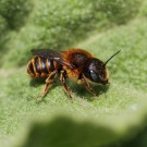 Rote Schneckenhaus-Mauerbiene (Osmia aurulenta).
Hochgeladen am 24.05.2015 von Martin