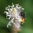 Zweifarbige Schneckenhaus-Mauerbiene (Osmia bicolor)[?] sammelt Pollen am Mittleren Wegerich (Plantago media).
Hochgeladen am 29.05.2014 von Martin
