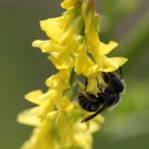 Stahlblaue Mauerbiene (Osmia caerulescens) am Gelben Steinklee (Melilotus officinalis).
Hochgeladen am 07.06.2014 von Martin