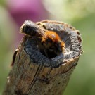 Wahrscheinlich ein Männchen der Gelbspornigen Stängel-Mauerbiene (Osmia claviventris).
Hochgeladen am 12.06.2015 von Martin