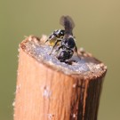 Schwarzspornige Mauerbiene (Osmia leucomelana) übernimmt und erweitert Gang einer Grabwespe (Pemphredon sp.) im Brombeerstängel.
Hochgeladen am 09.06.2014 von Martin