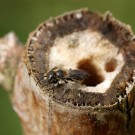 Schwarzspornige Mauerbiene (Osmia leucomelana) Männchen.
Hochgeladen am 08.06.2015 von Martin
