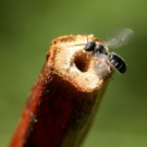 Diese Schwarzspornige Mauerbiene (Osmia leucomelana) transportiert Markpartikel aus dem Nest.
Hochgeladen am 18.06.2015 von Martin