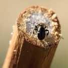 Schwarzspornige Mauerbiene beim Nestbau.
Hochgeladen am 09.06.2014 von Martin