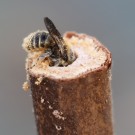 Dreizahn-Mauerbiene (Osmia tridentata) beim Nestbau in einem Brombeerstängel. 22. Juli 2013 um etwa 20 Uhr.
Hochgeladen am 27.03.2014 von Martin