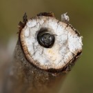 Osmia tridentata in ihrem Nest im Verbascum phlomoides Stängel, Ende Juli 2014.
Hochgeladen am 03.08.2014 von Martin